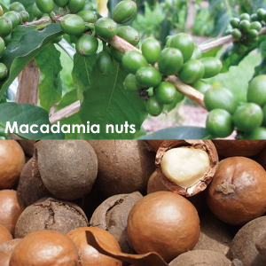 マカダミアナッツ